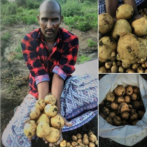 Wajir farmer presenting a first potato harvest